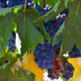 /album/vinhas-e-vinhos/img-6990-jpg/